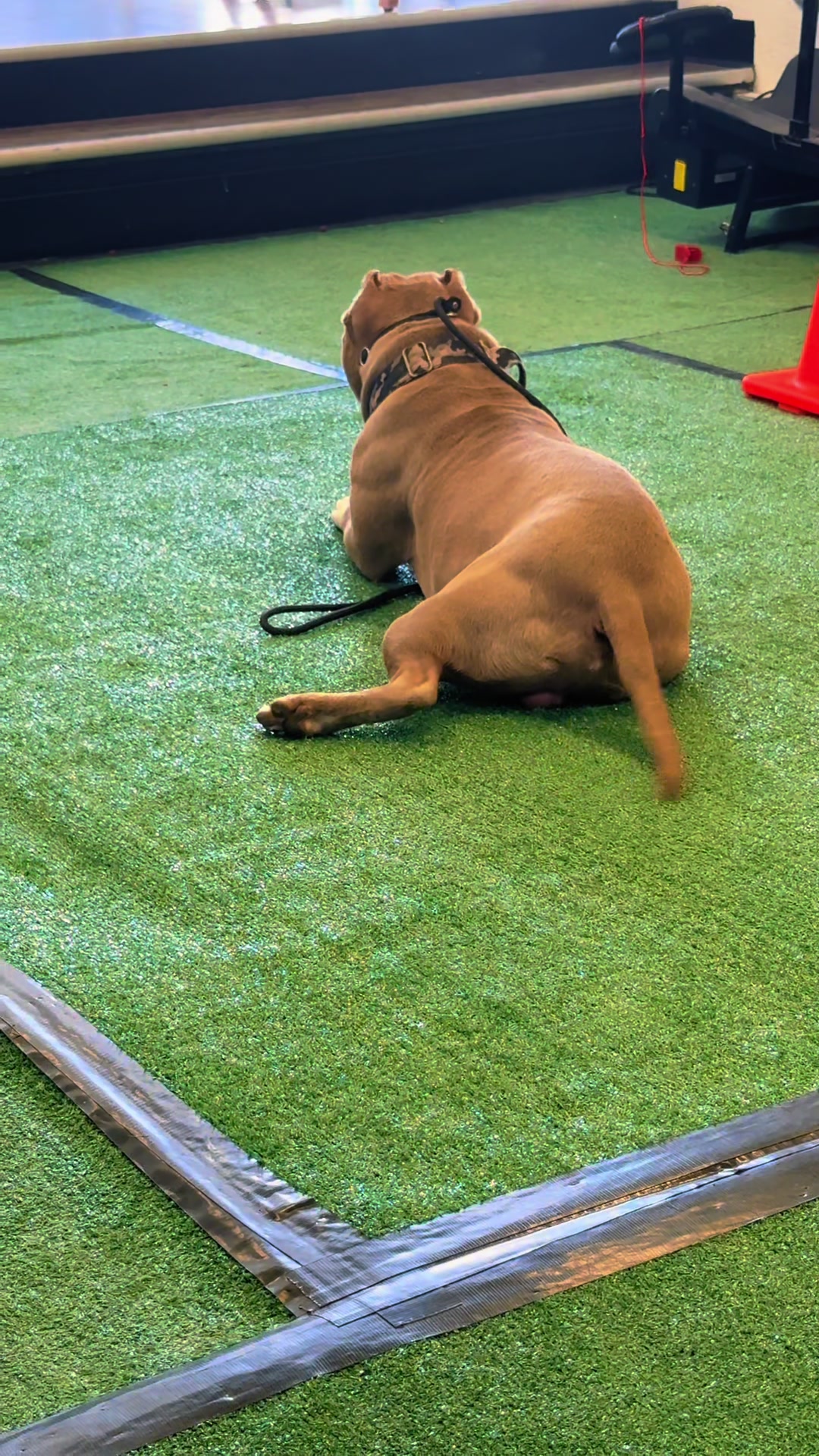 @Tactical K9s Dog Training