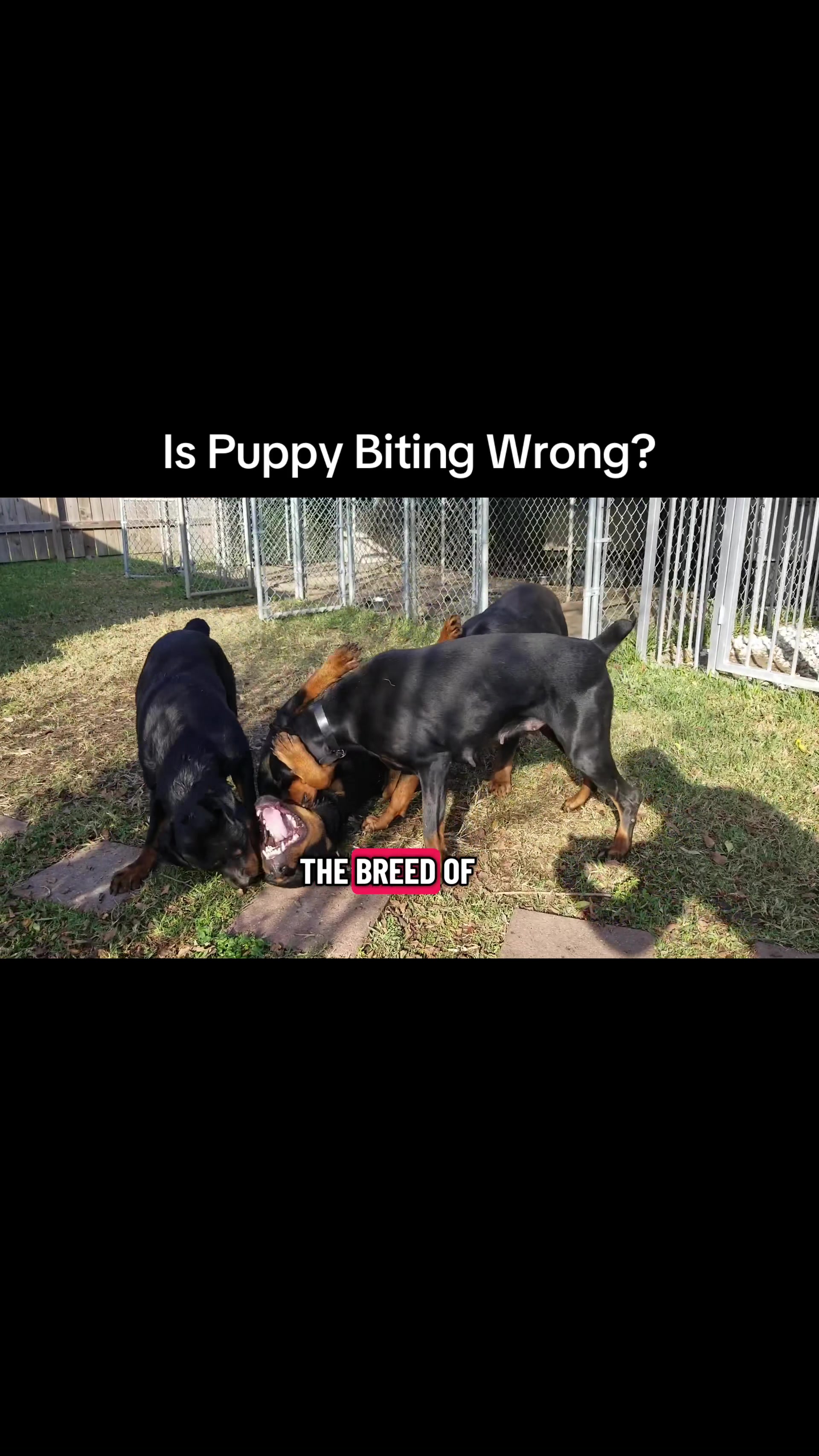 @Evry K9