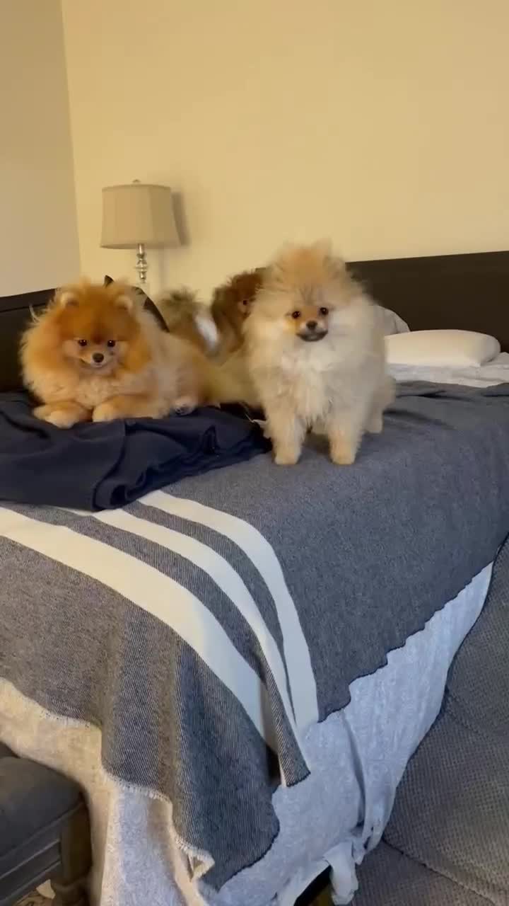 @Life of MESHKA the Pomeranian