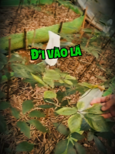 @Gió Kon Tum