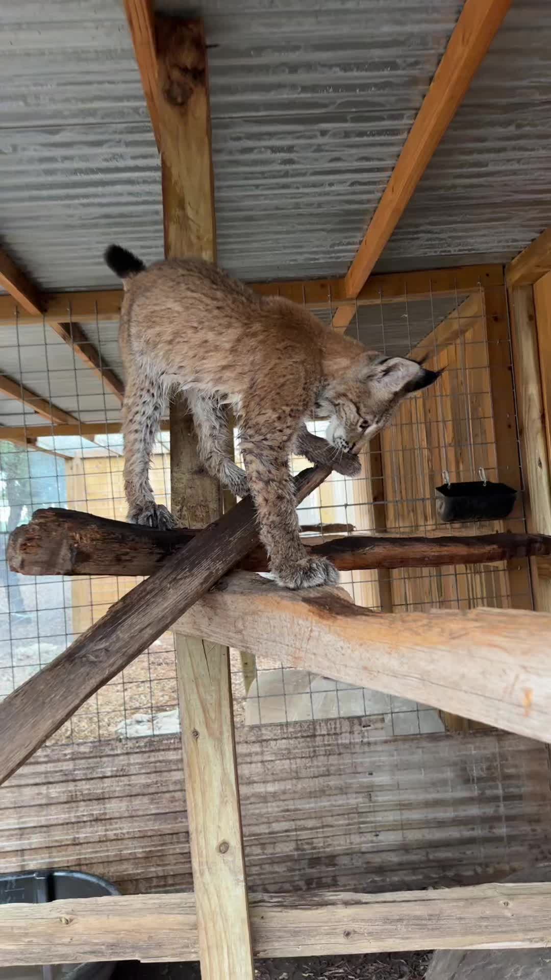 @Texas Wildlife Park