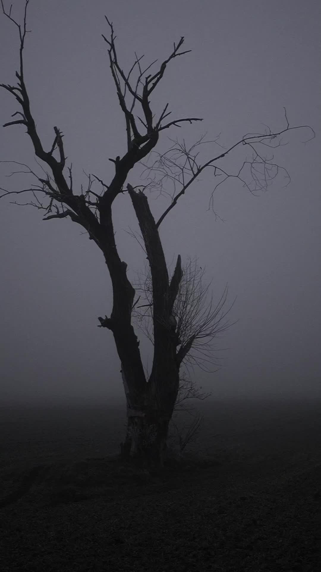 @TreeTales