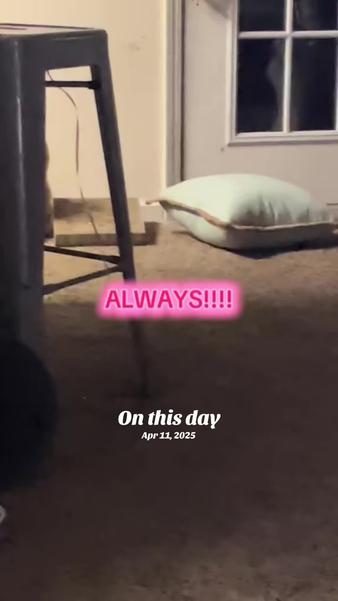 @Pablo & Luigi 🐾