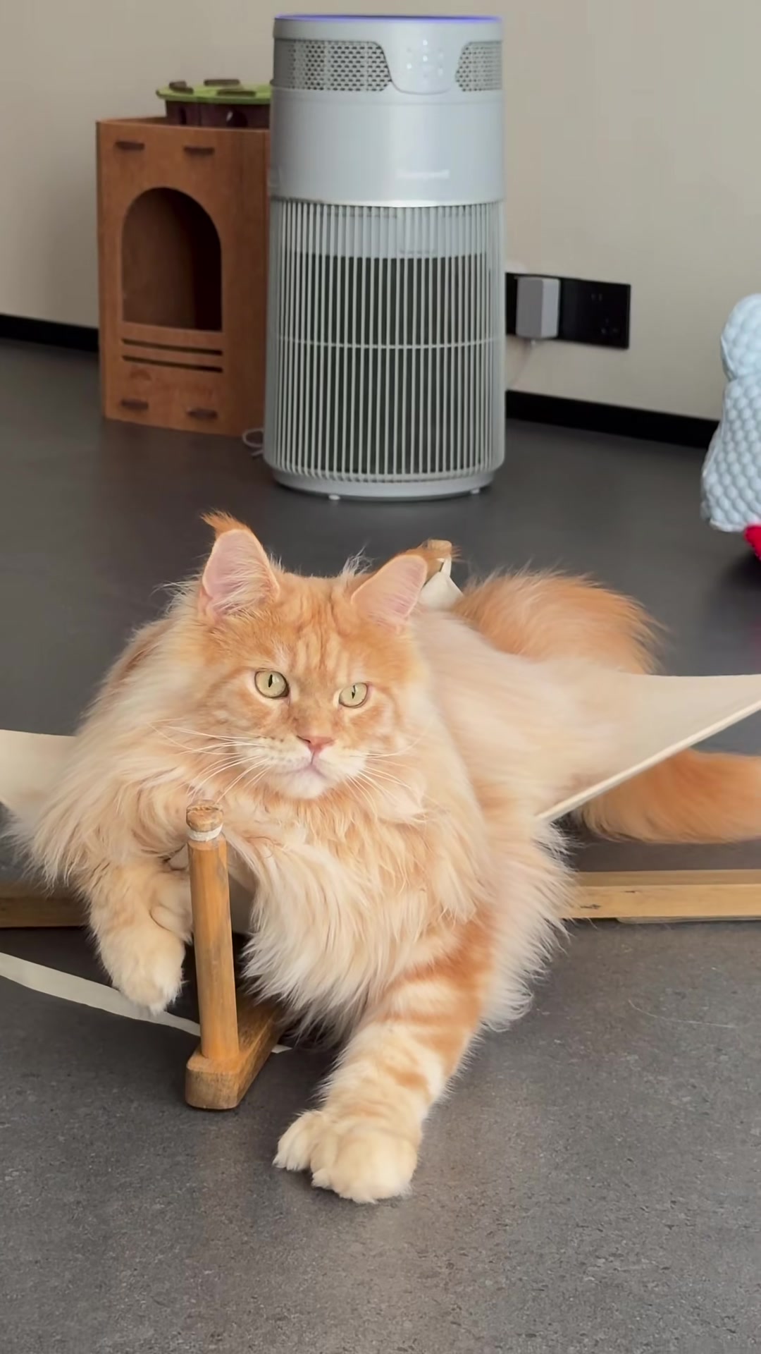 @Majestic Maine Coons 🐾