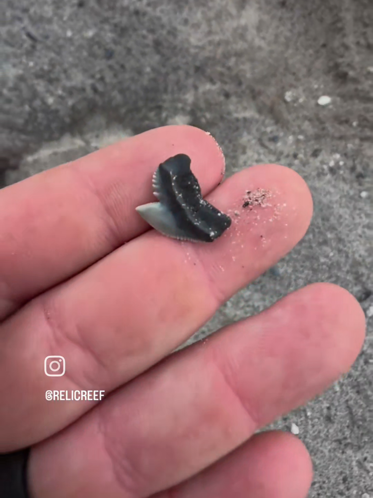 @RelicReef