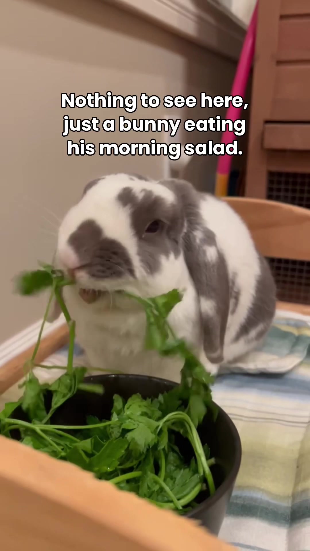 @Bini the Bunny