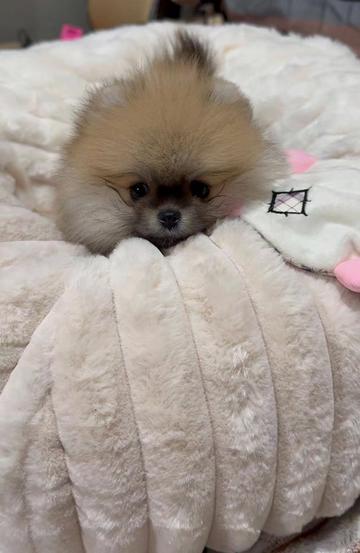 @kate_pomeranianl