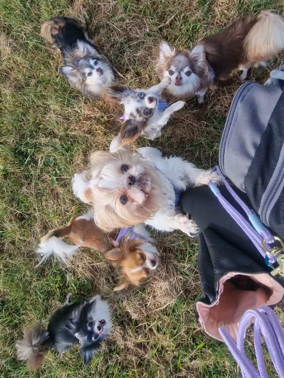 @🌸🐾꧁ 𝒮𝒶𝓃𝓃𝒾 ꧂🐾🌸