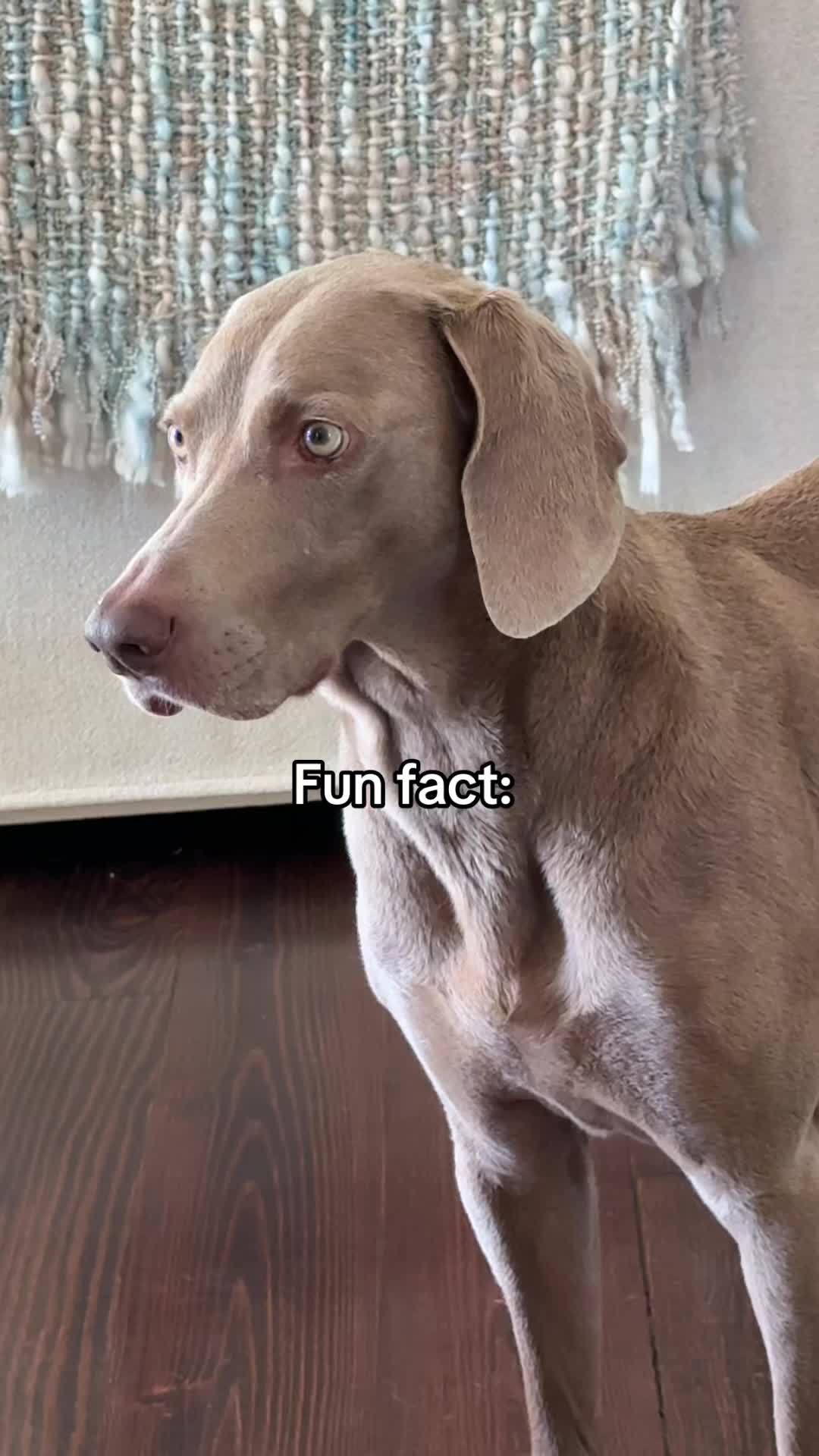 @Zoey the Weim