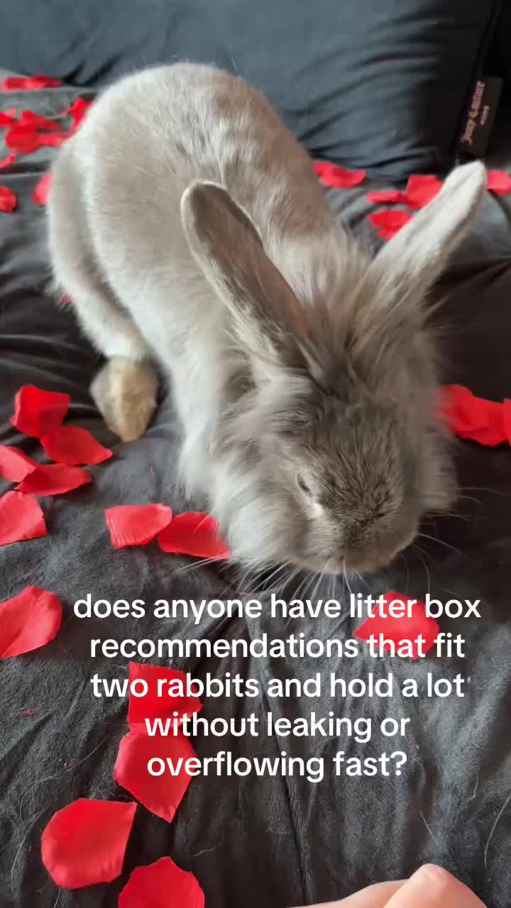 @bunbun & binky