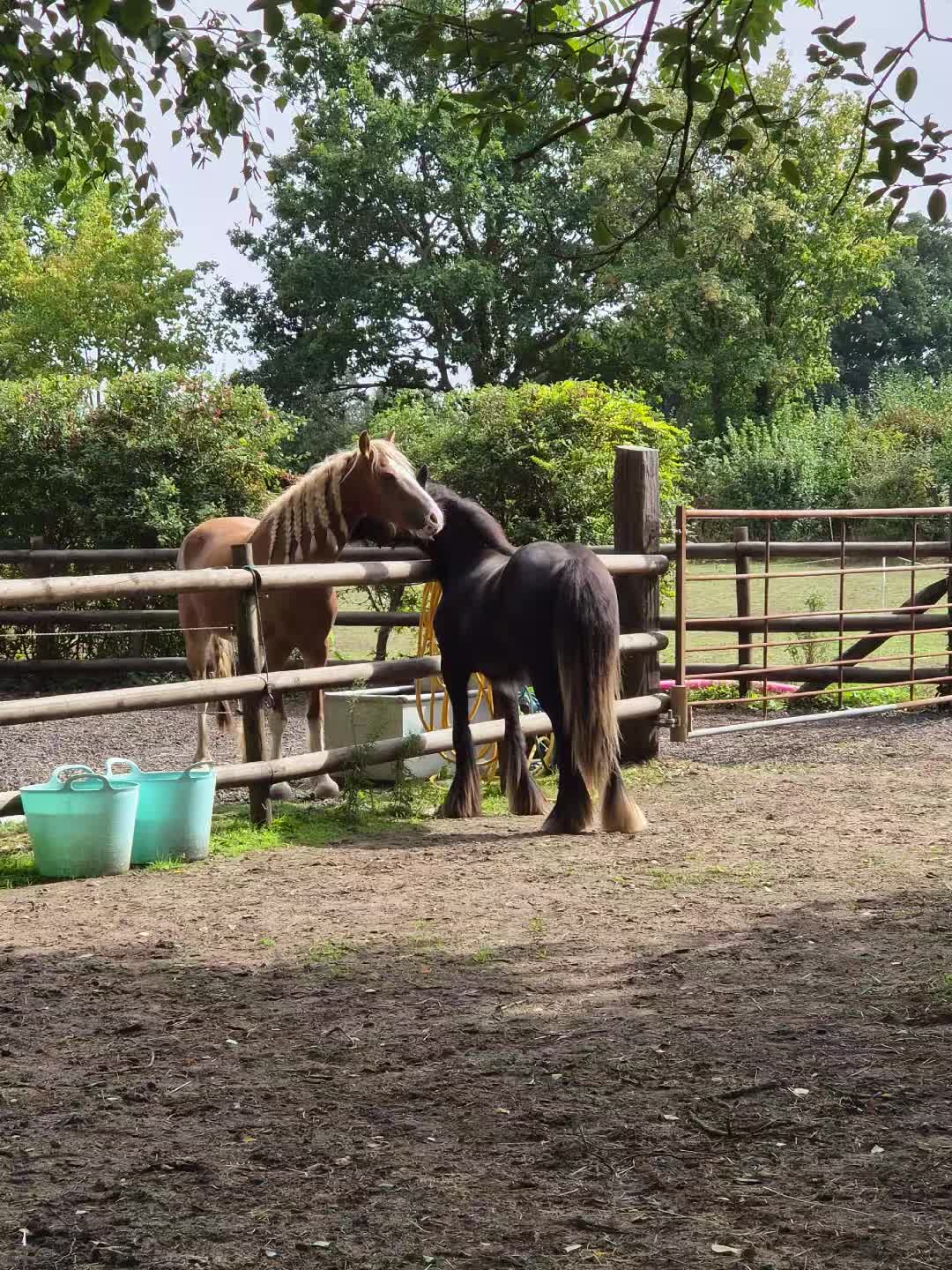 @KcPonyPals