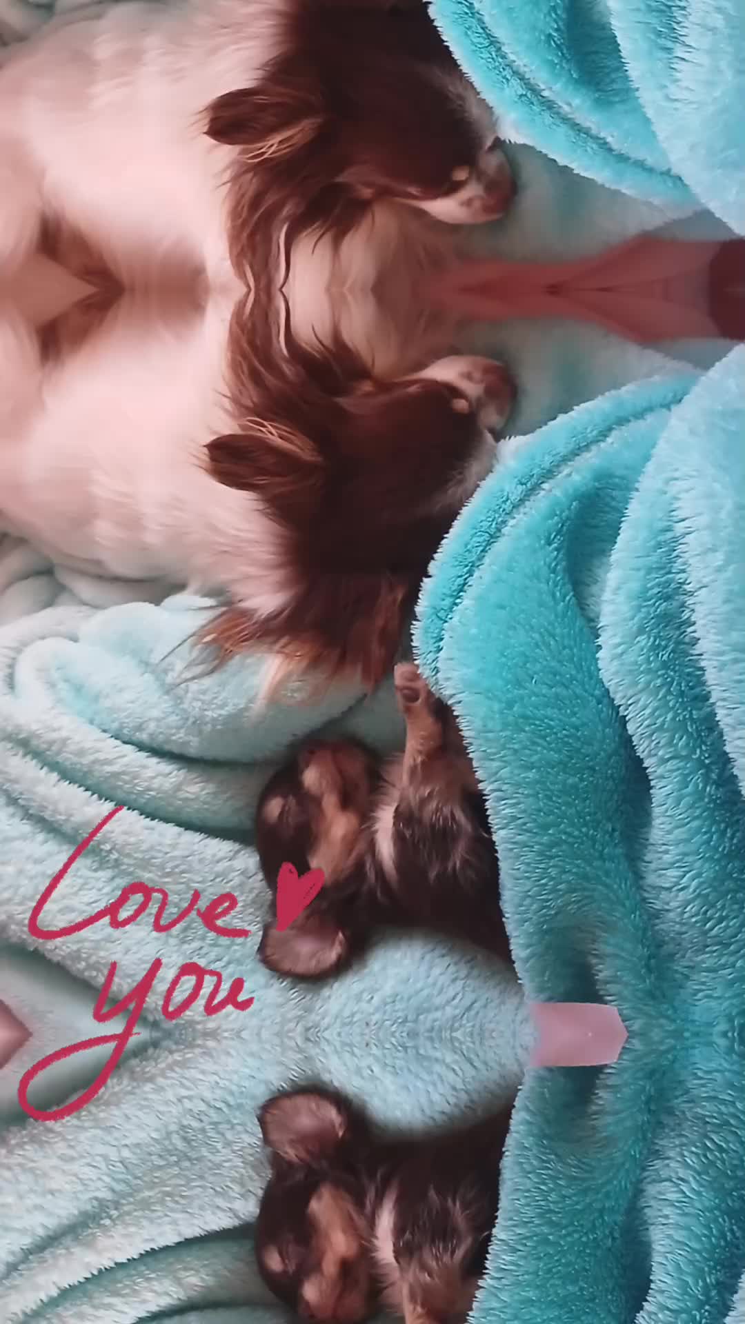 @Melody Gismo Peanut Brownie🐶❤