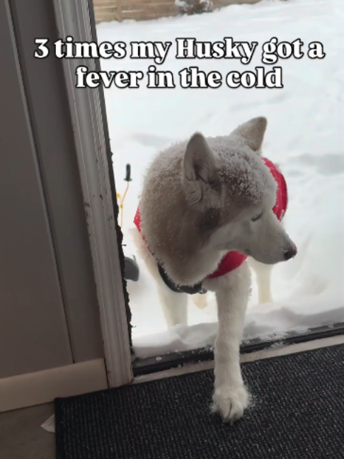 @freezinghusky