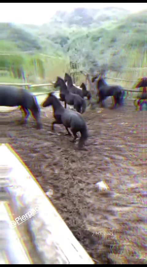 @DIFESA RANCH💥🐴🐴