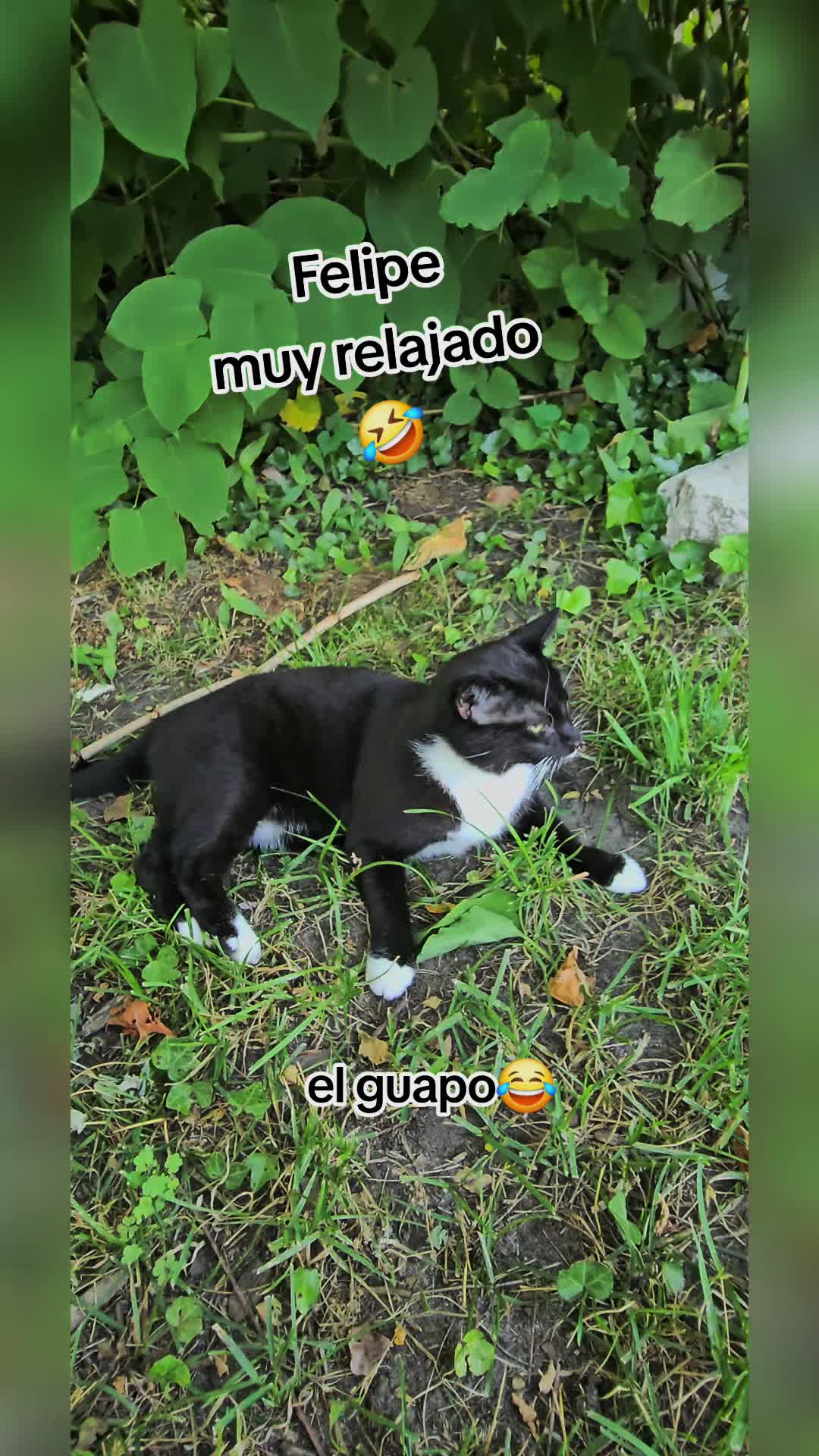 @🇲🇽Guli.Carrada 🐈&zwj;⬛