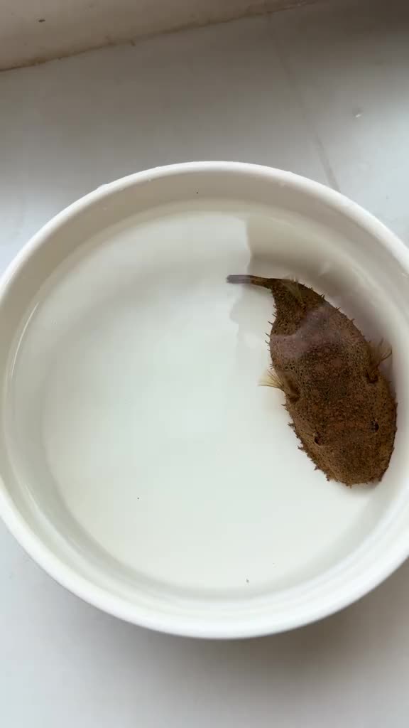 @Monsterfishkeeper