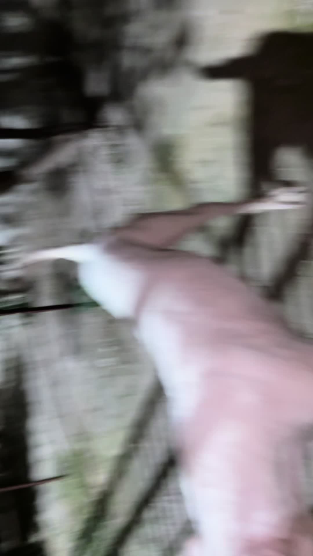 @LIGER the DOGO ARGENTINO
