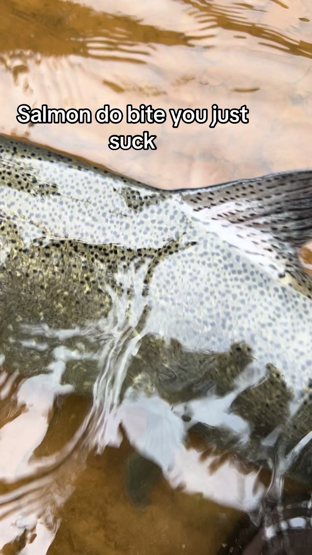 @Loganthefish🐟