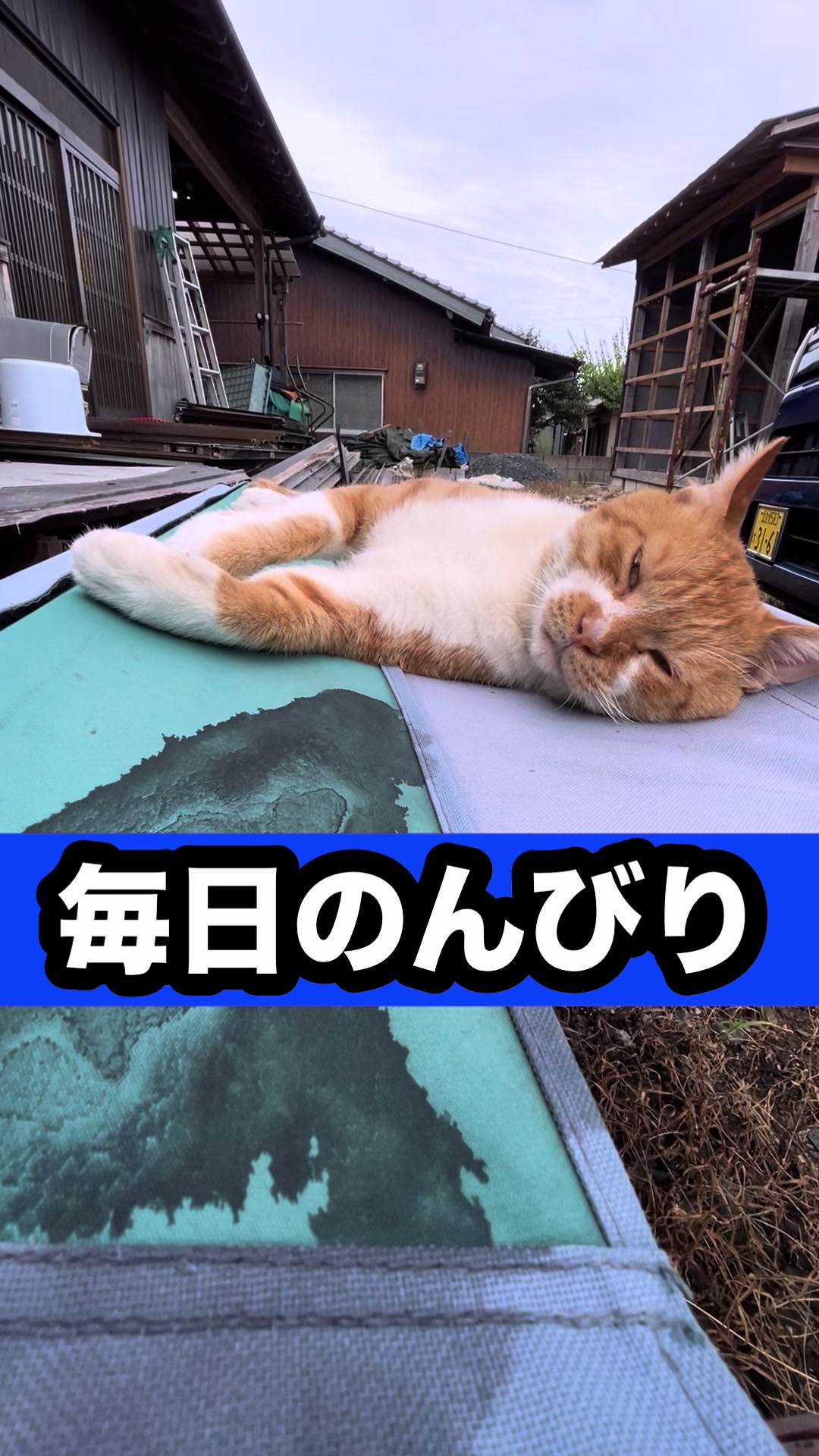 @藤原 政宗 動物好き❤️飛行機好き❤️
