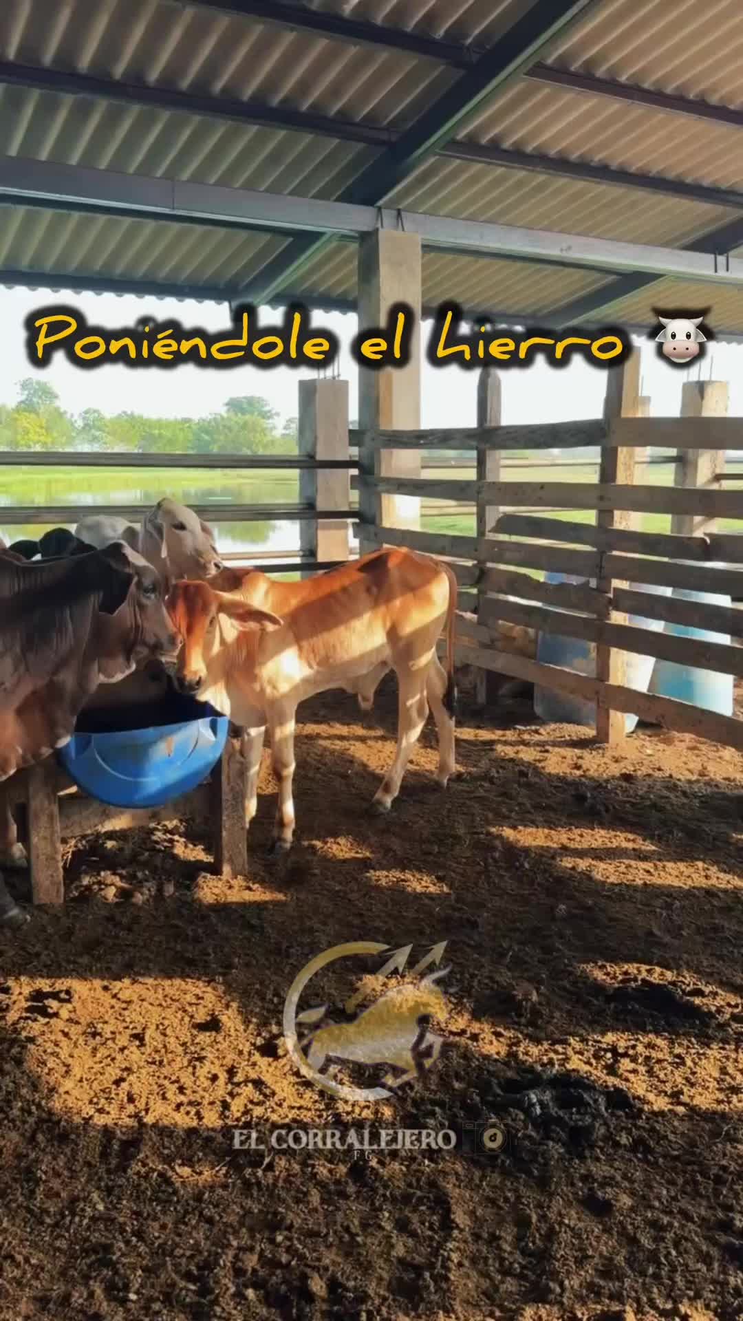 @elcorralejero