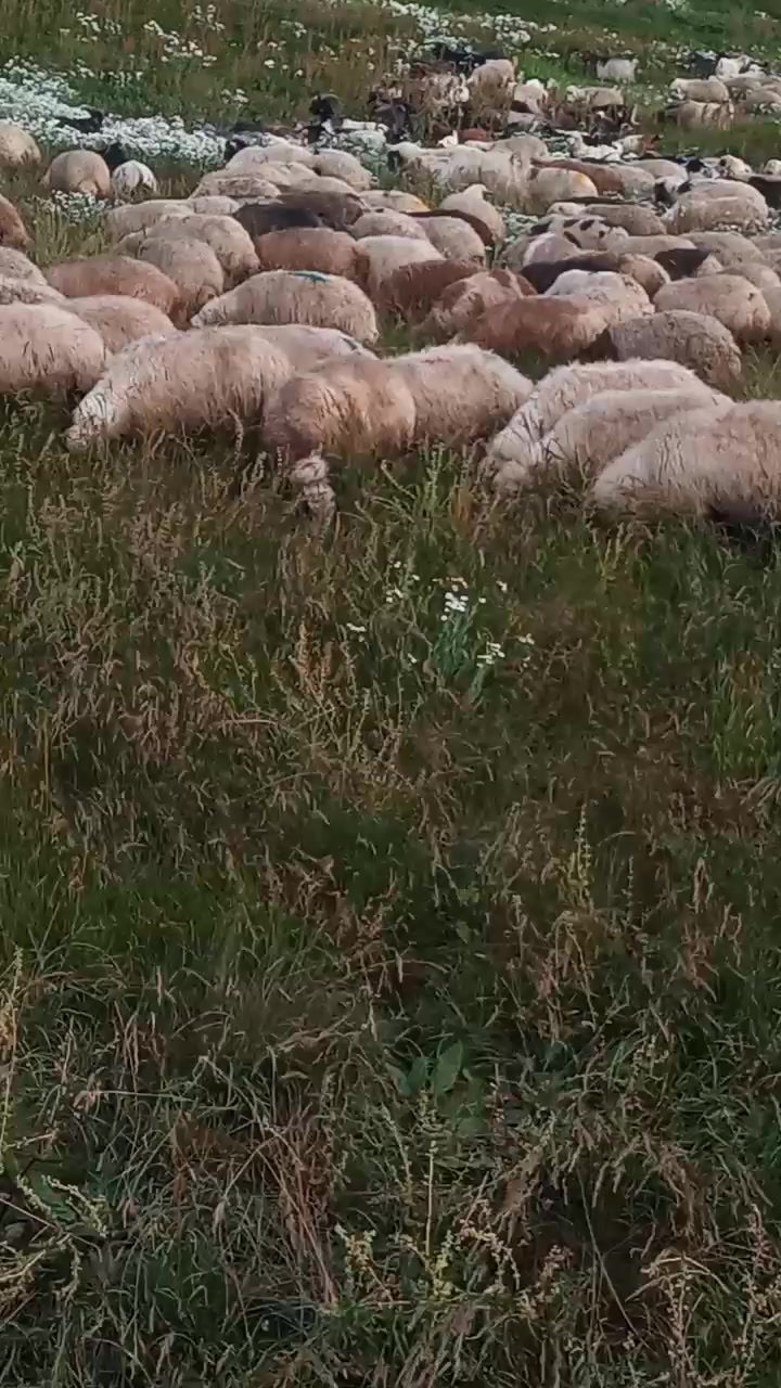 @Zahid cehrili