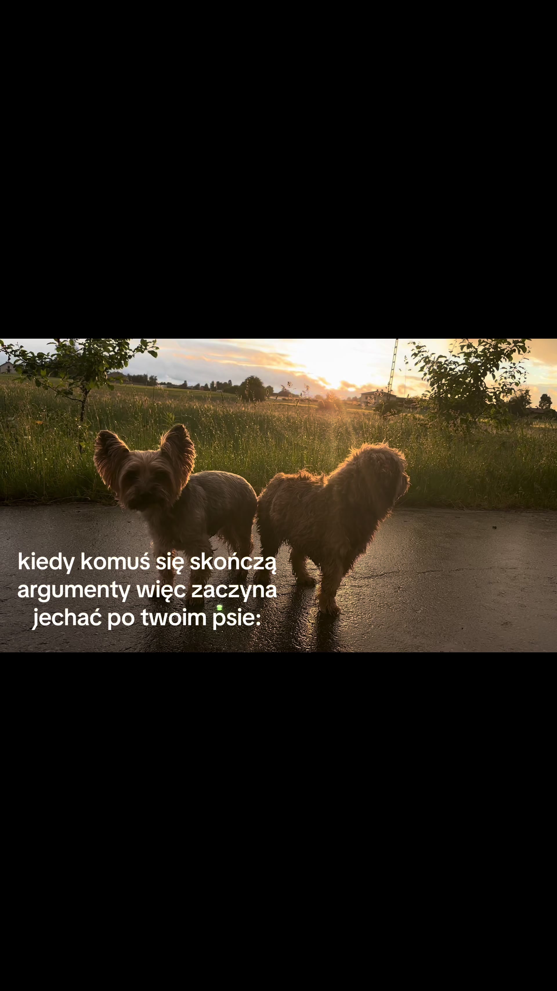 @🕊️