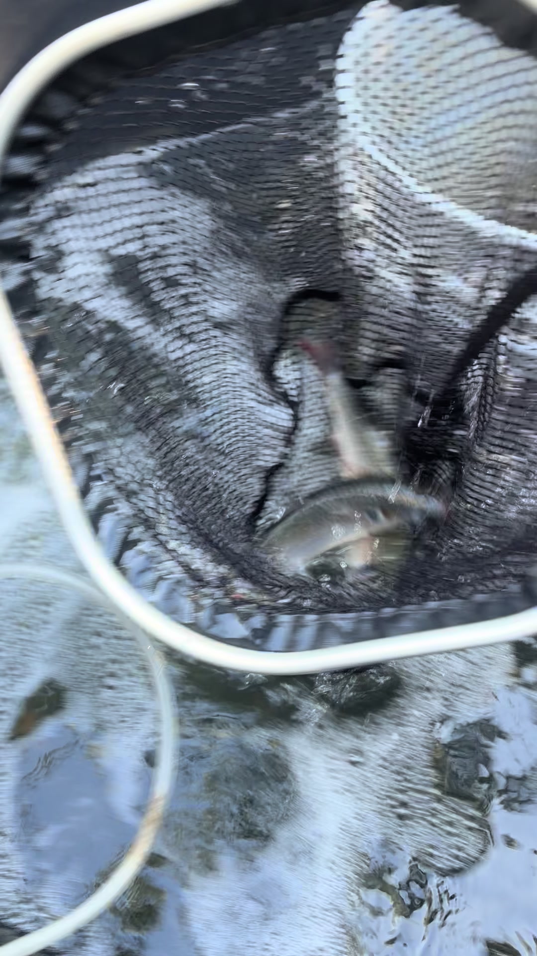 @BeaufortSC_Bait