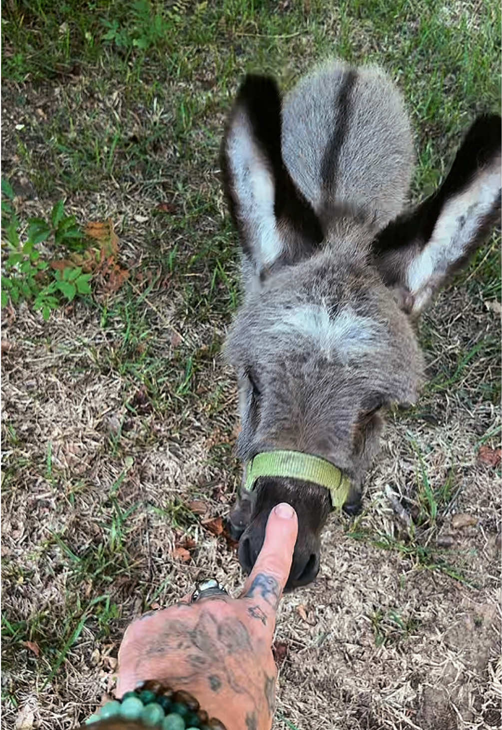 @Fenrir