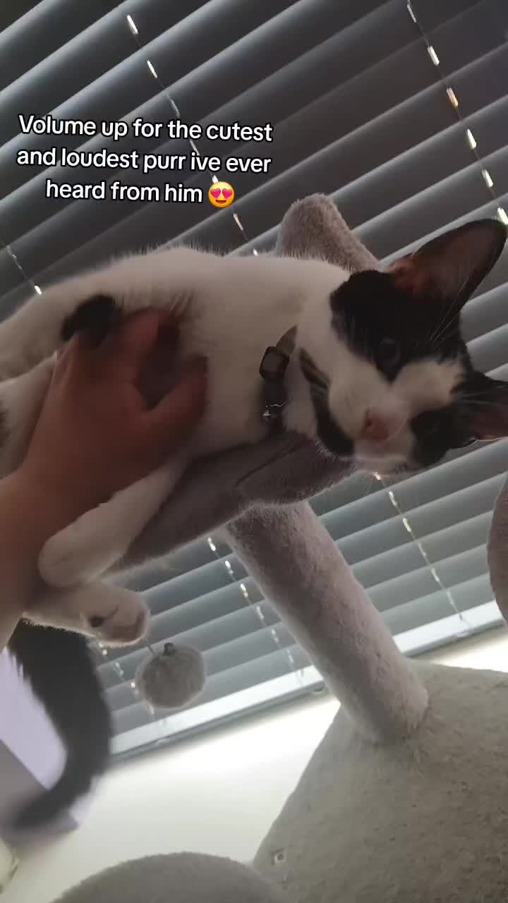 @Lyla,Loki,Misty&Luna💖