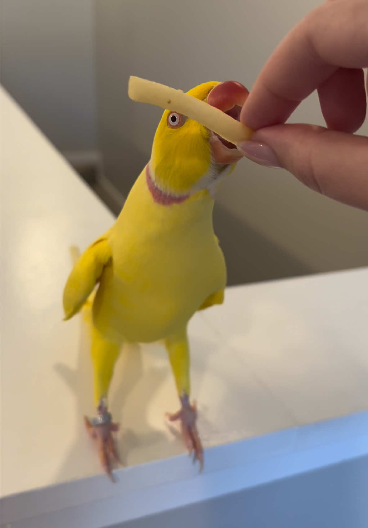@TWINKIE 🐥