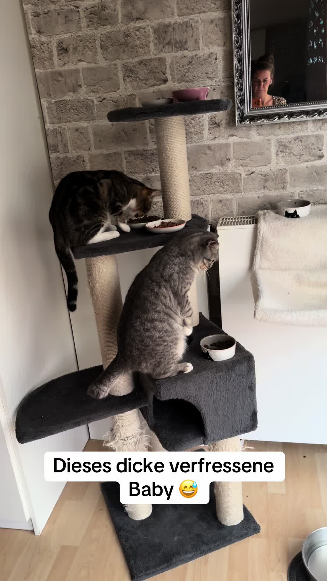 @Oscar & die Katzenbande