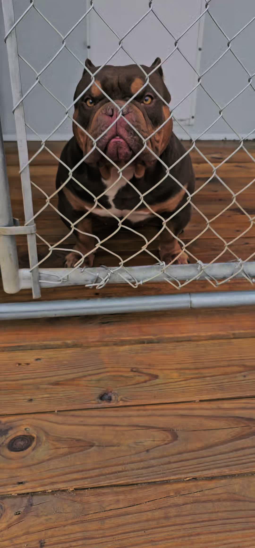 @baglife_kennels