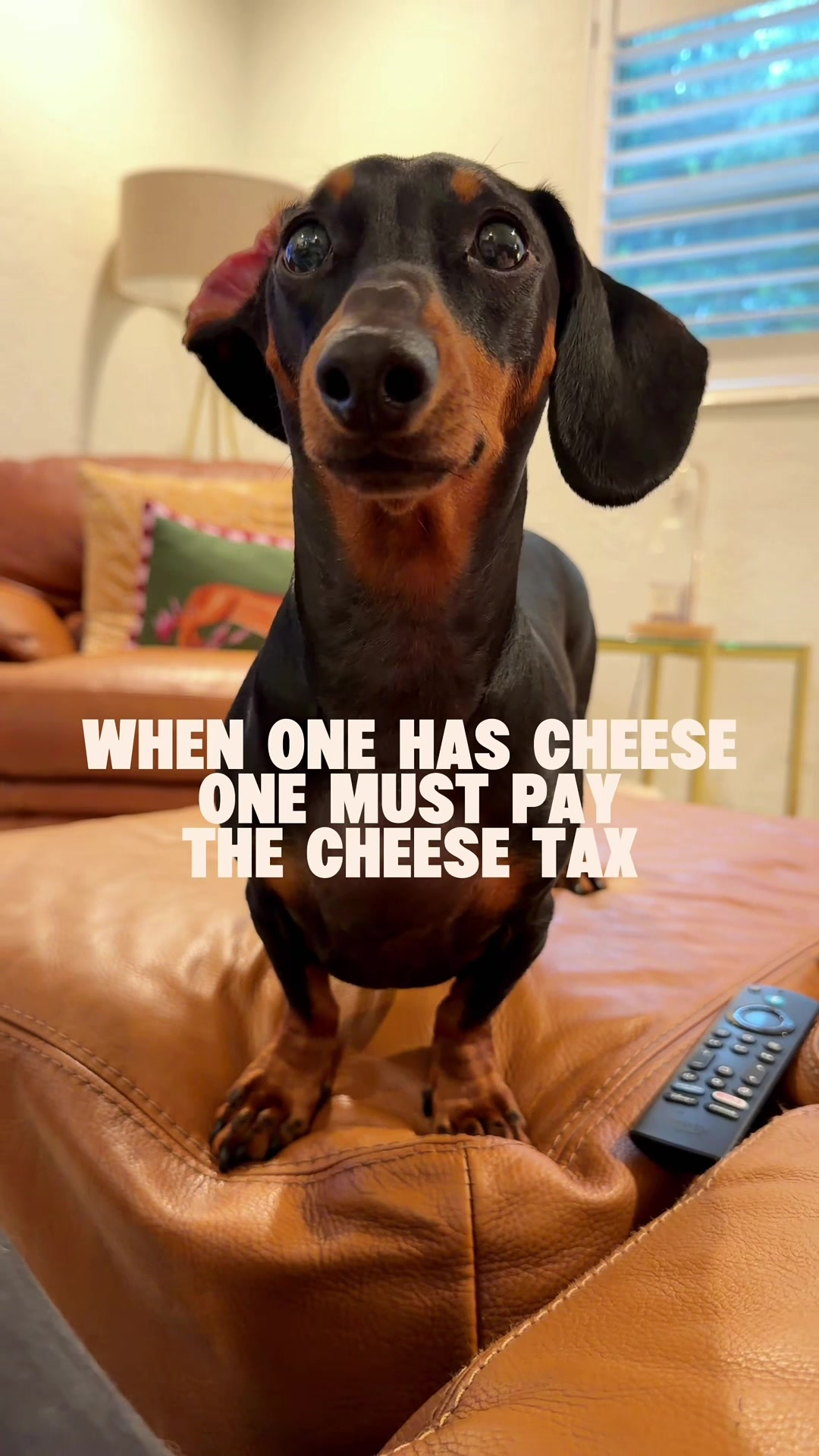@Penny the Dachshund