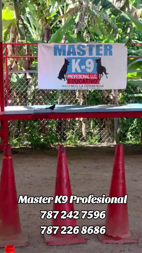@masterk9profesional