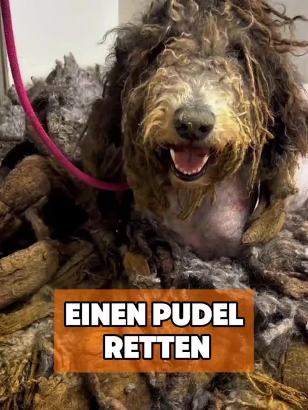 @toto_tier