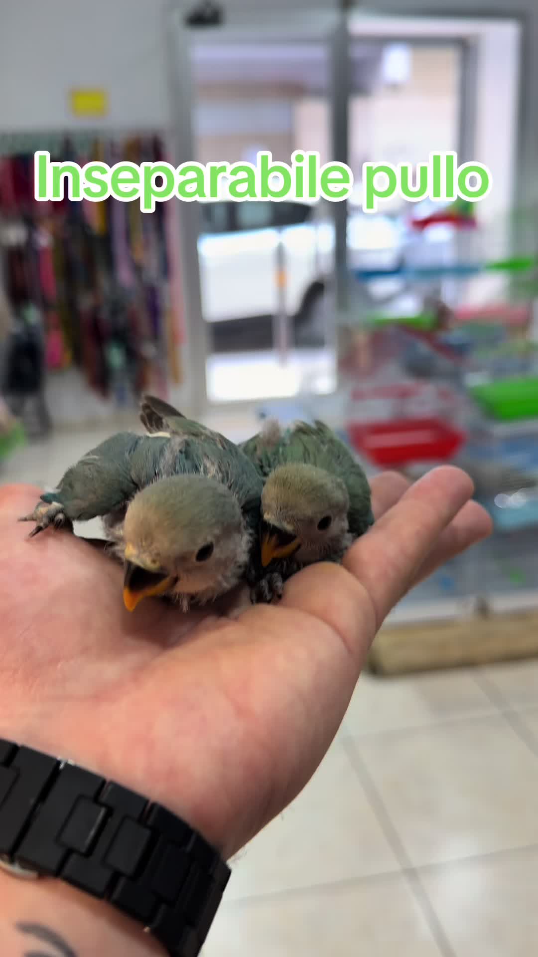 @Baby’s Bird