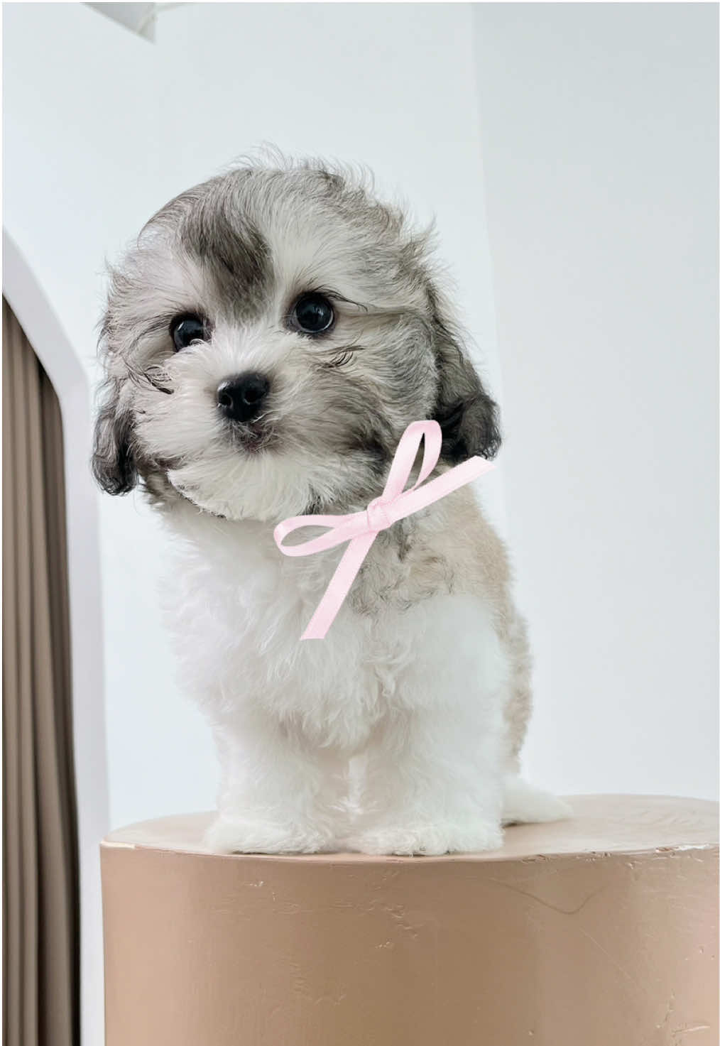 @Monseri Puppy