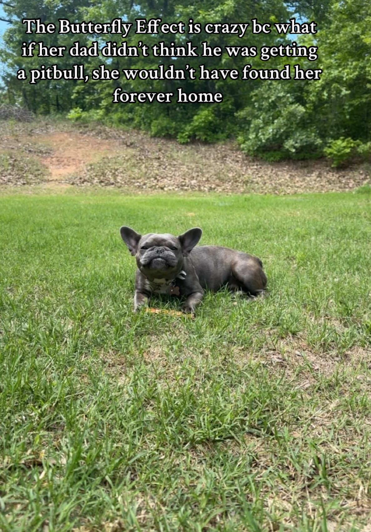 @blueythe405frenchie