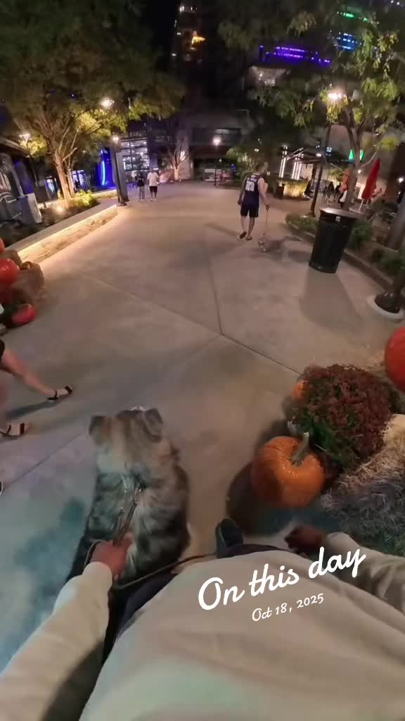 @Neko, Tokahli and Bear