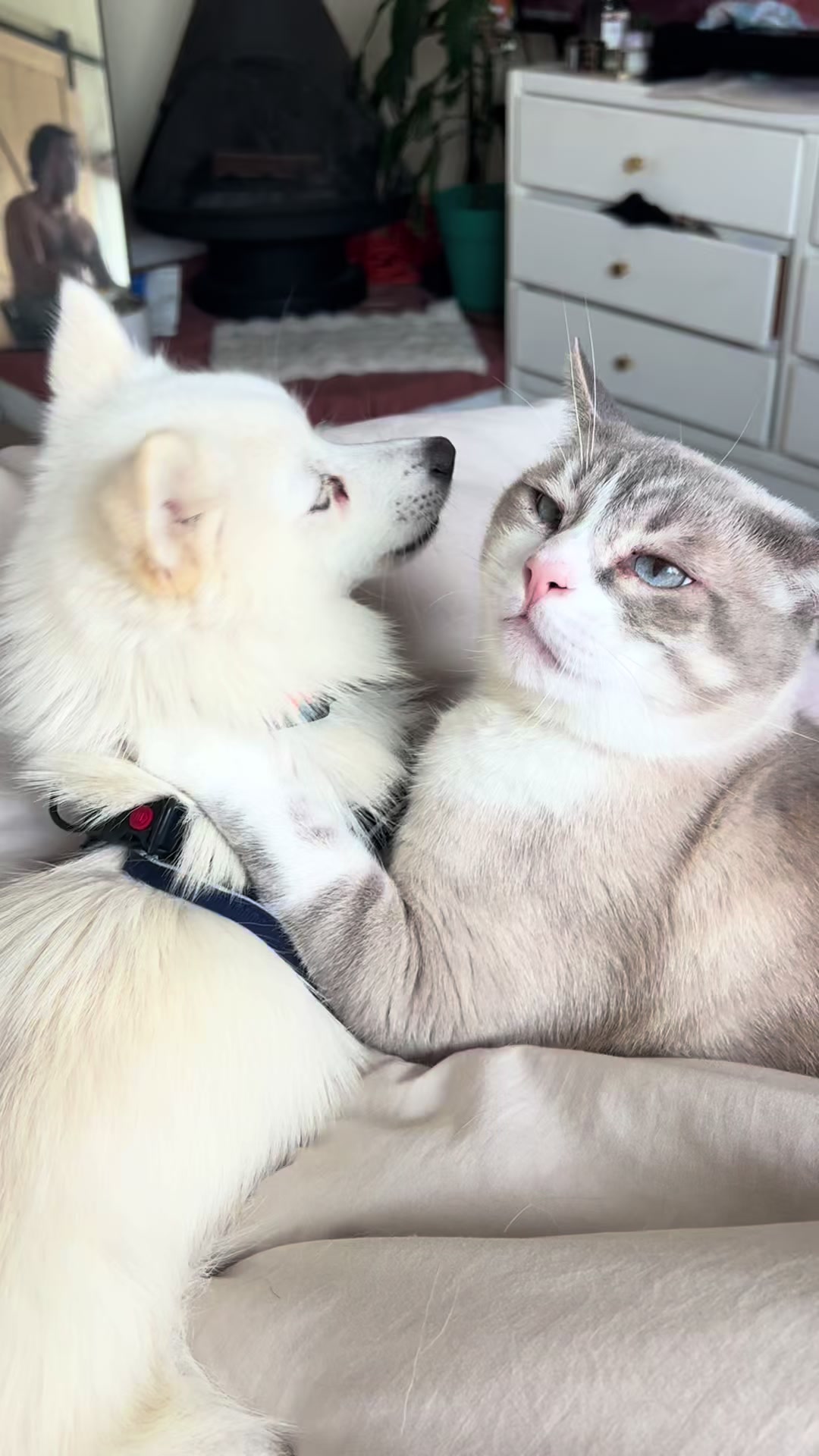 @Lola&rsquo;s pets