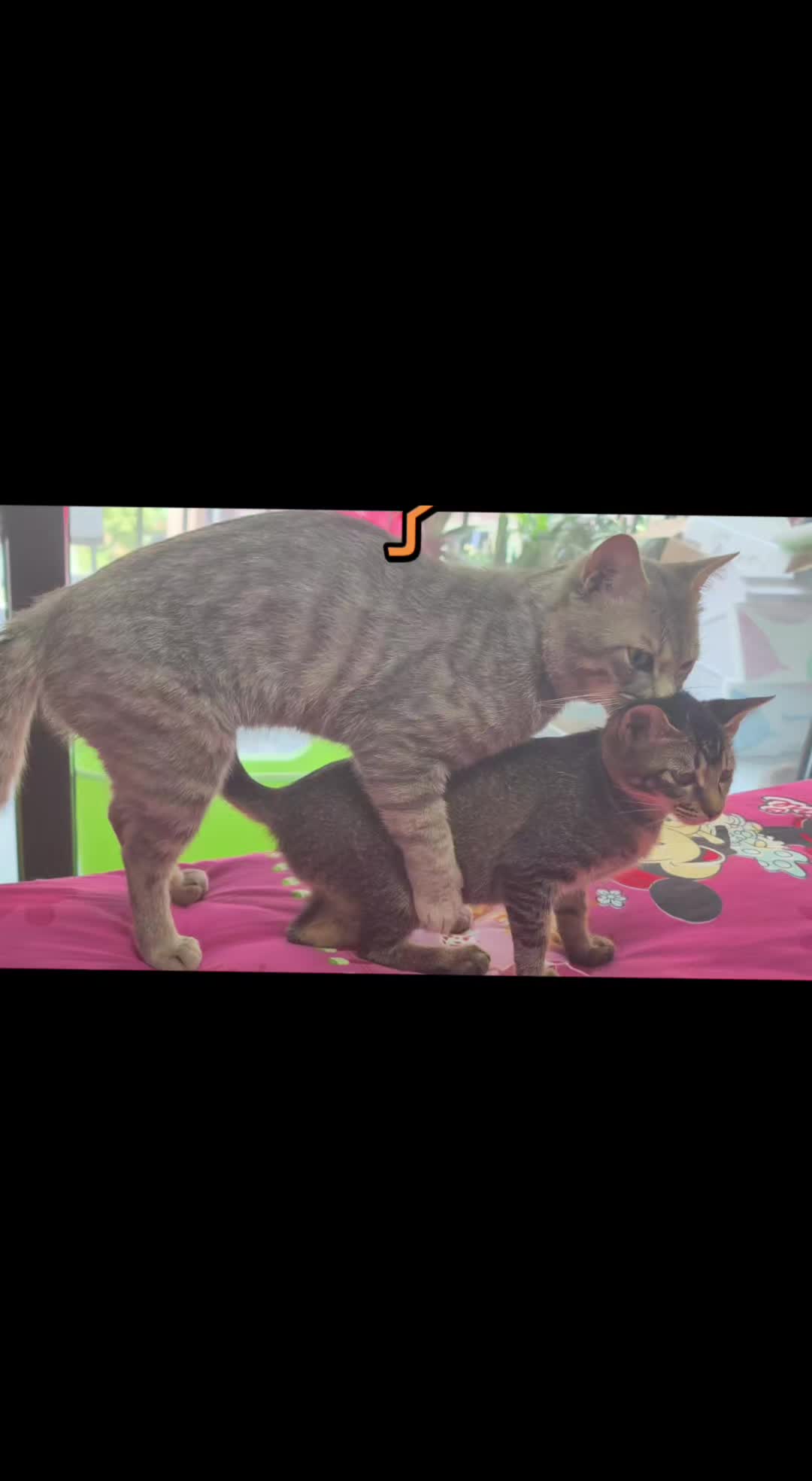 @Animals Fun