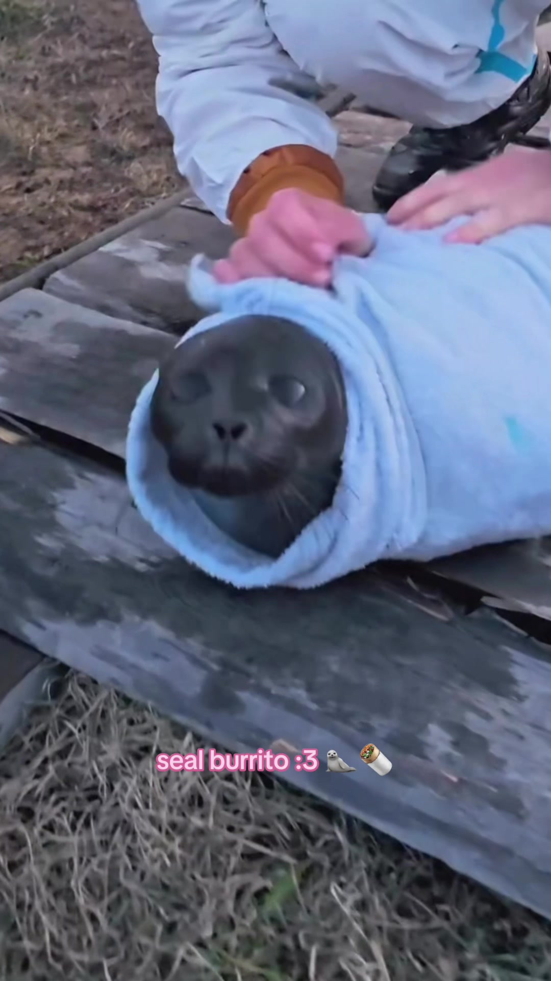 @seal lover 🦭⋆˚꩜｡⋆˚🩵