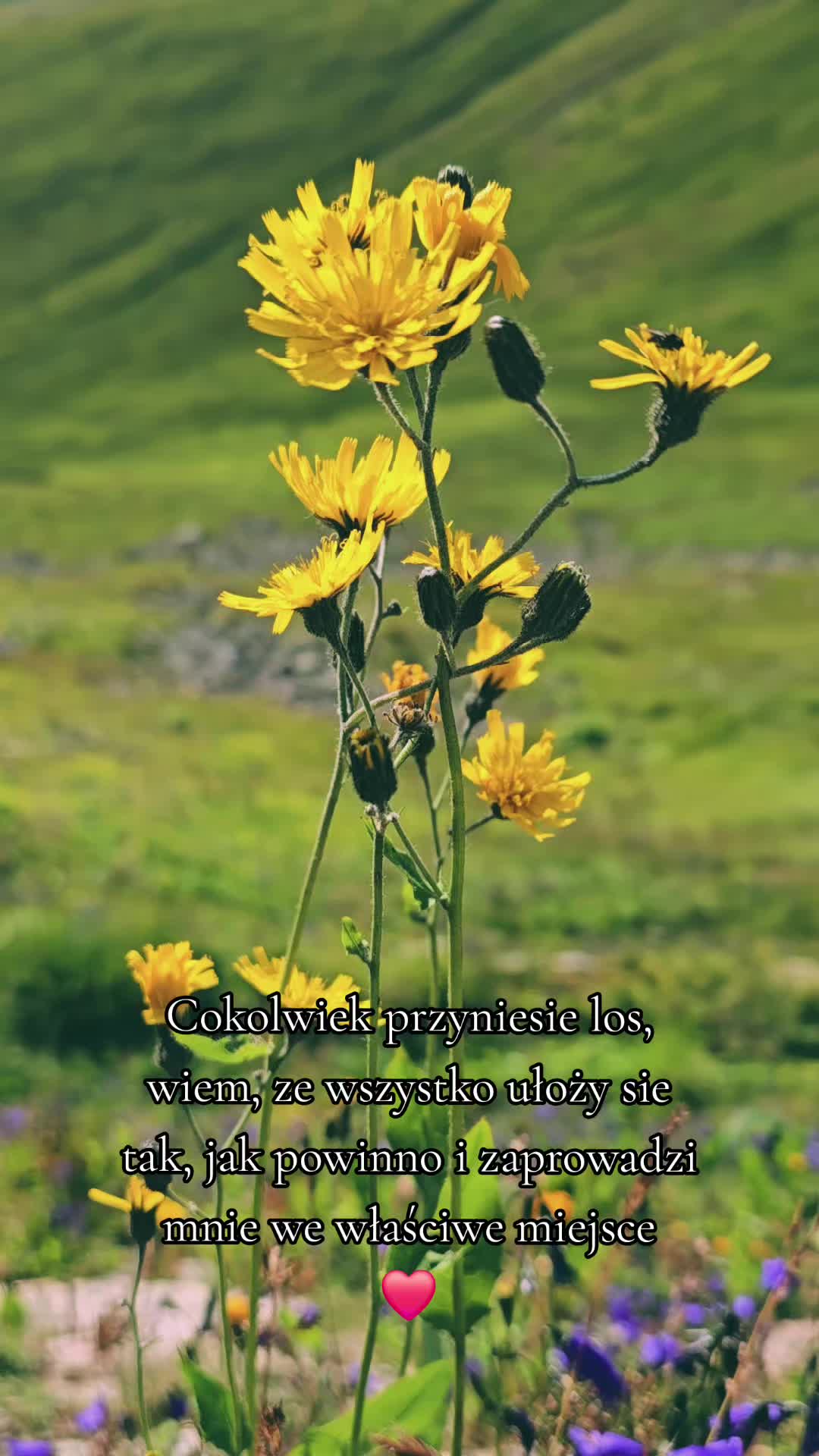 @Liśćpędziwiatr