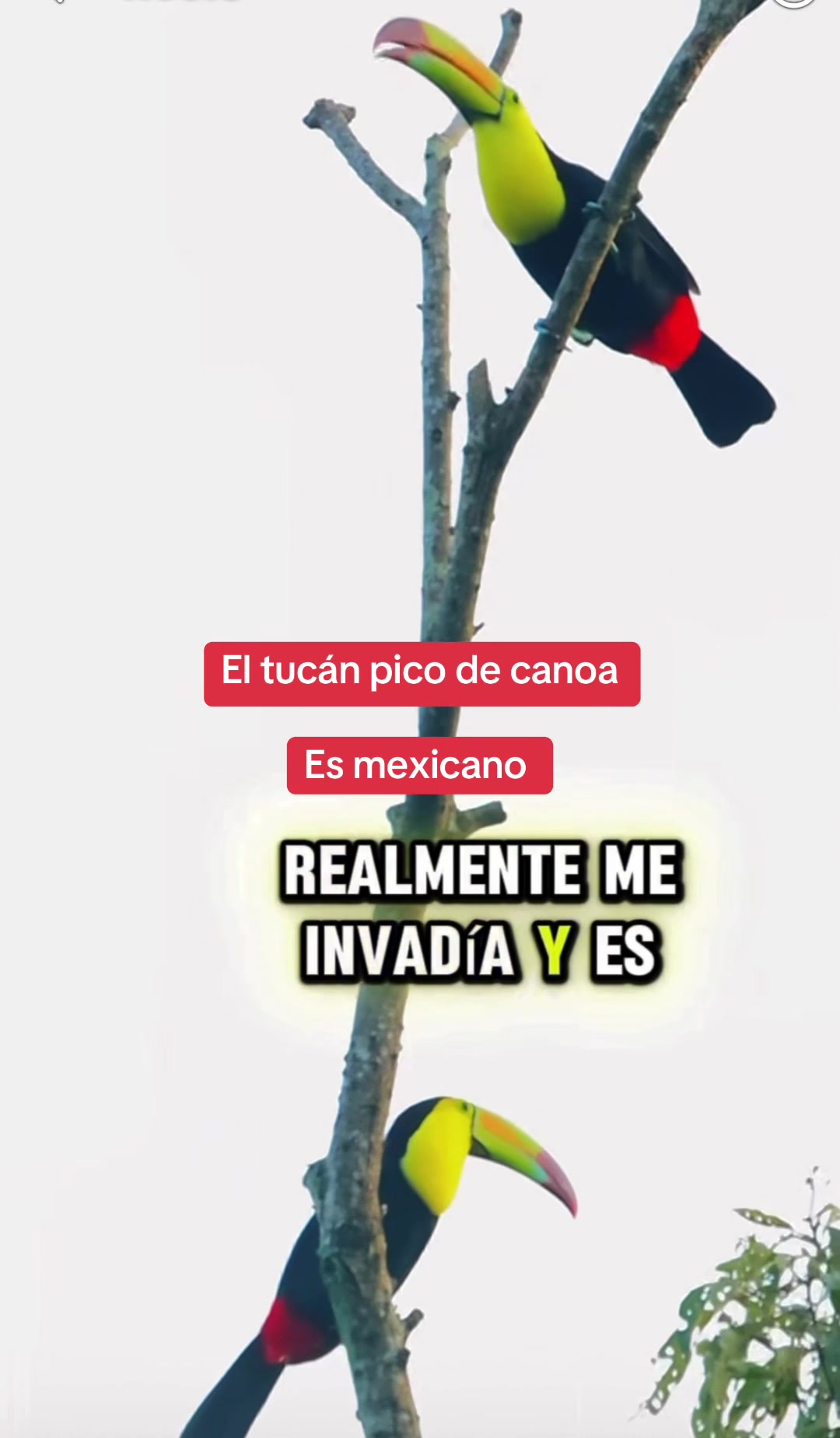 @Rodriguez