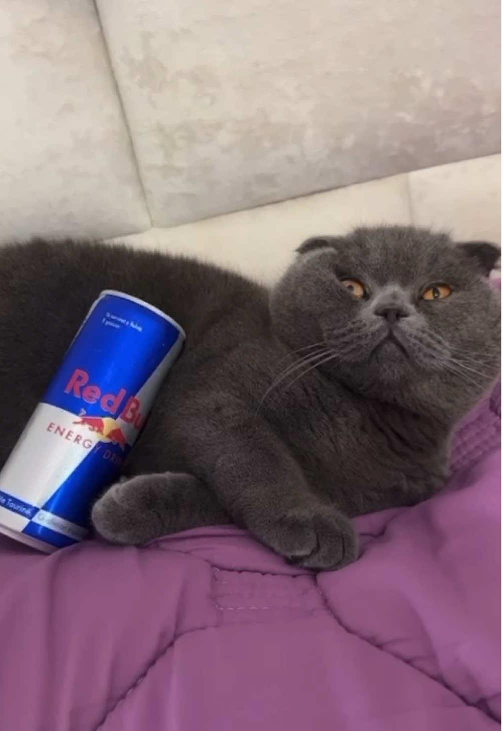 @BOBI🐈⬛