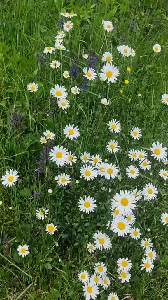 @🌼r.o.m.a.n.i.ț.a(✿ ♡‿♡)