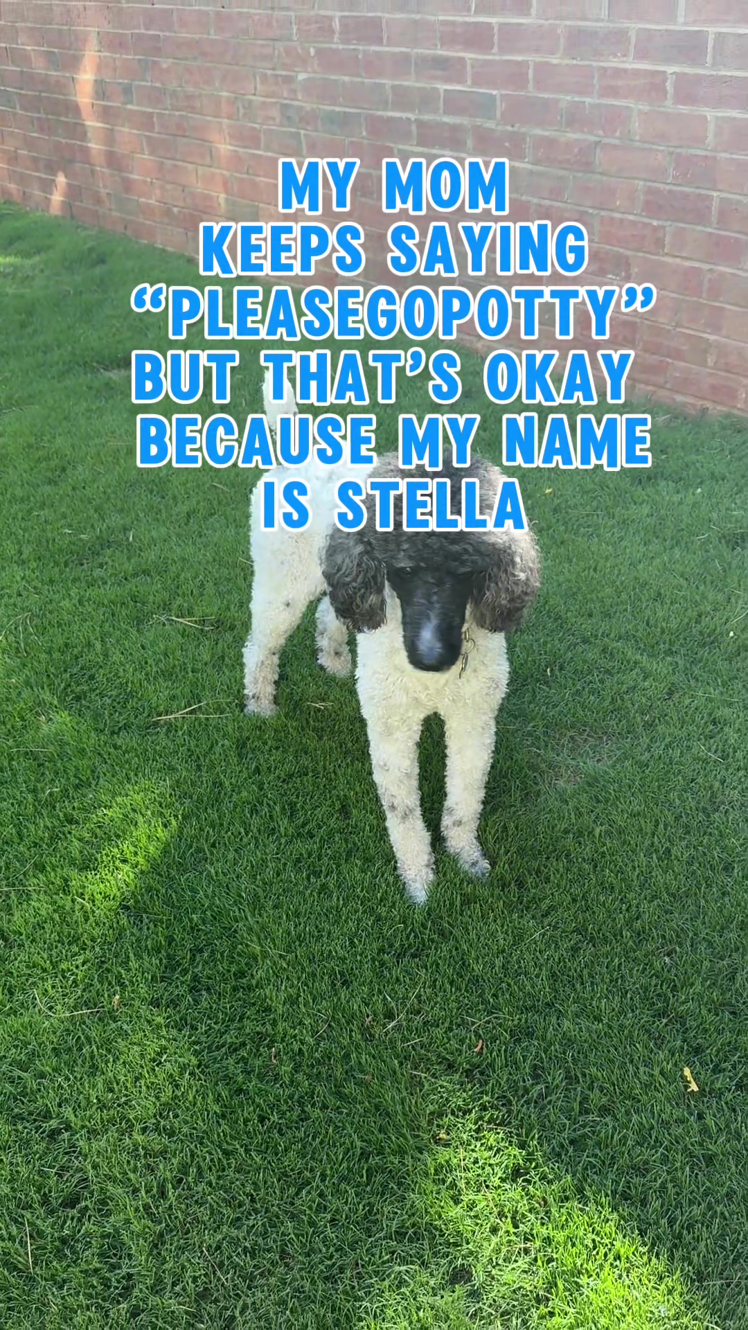 @Korra-Shay