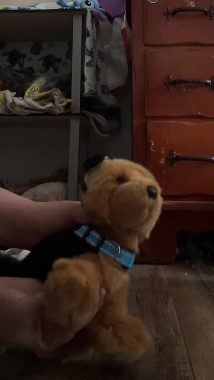 @Zamuel