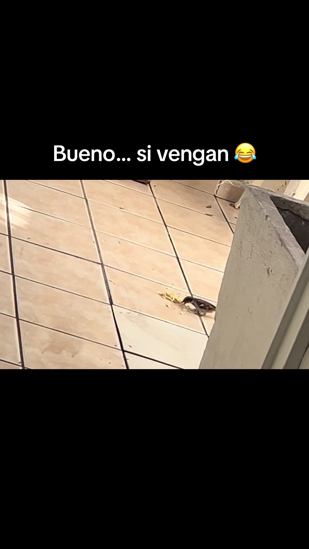 @XFBB 🌽