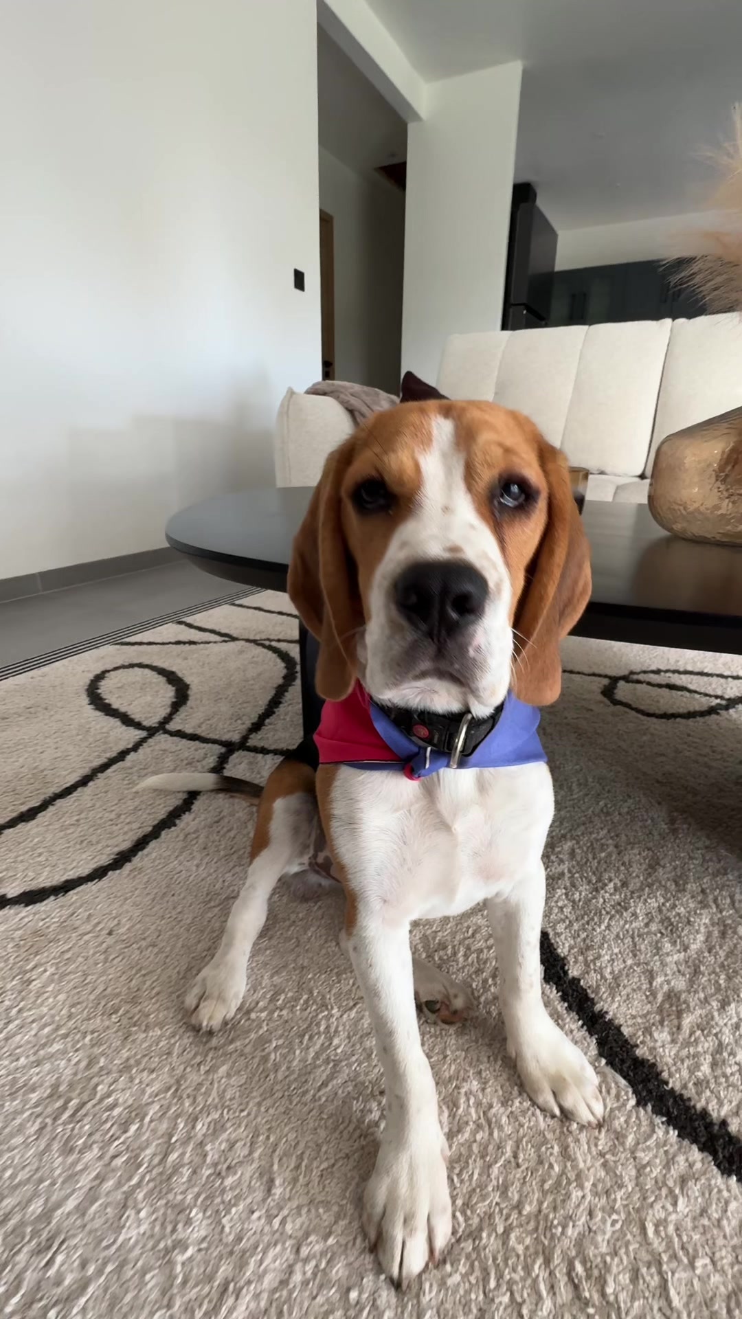 @Asko le Beagle💙